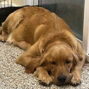ADOPTED 9/25/24!! Sadie-2 years old (Female)