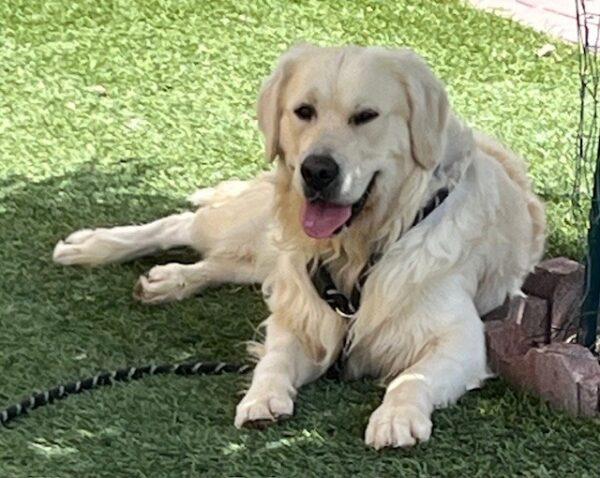 ADOPTED 9/25/24!!! Tag-2 years old (Male) - Image 3