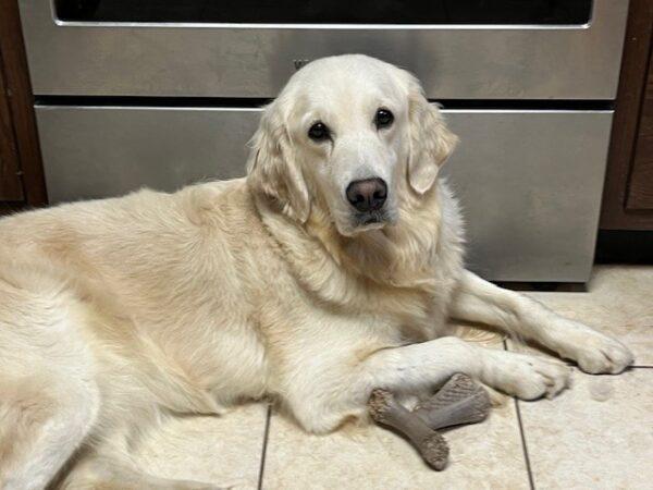 ADOPTED 9/28/24!! Janice-3 years old (Female) - Image 4