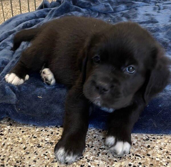 ADOPTED!! St. Golden Puppies (Golden Retriever/St. Bernard mixes) - Image 14