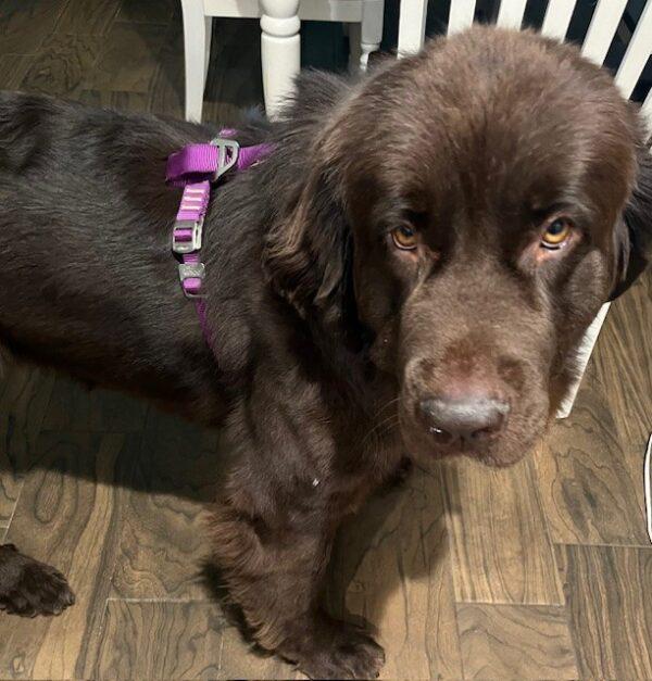 ADOPTED 11/11/24!!! Lilly-3 years old (Female-Newfoundland) - Image 2