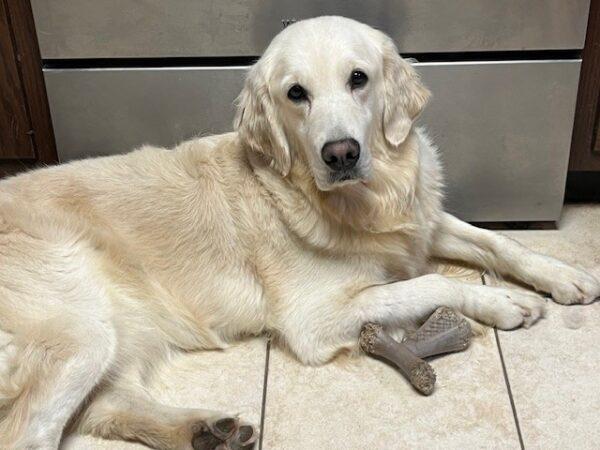 ADOPTED 9/28/24!! Janice-3 years old (Female) - Image 2