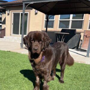 ADOPTED 11/11/24!!! Lilly-3 years old (Female-Newfoundland)