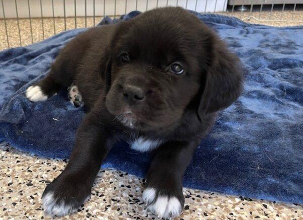 ADOPTED!! St. Golden Puppies (Golden Retriever/St. Bernard mixes) - Image 2