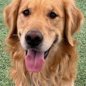 ADOPTED 9/14/24!! Maximus-3 years old (Male)