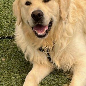 ADOPTED 9/25/24!!! Tag-2 years old (Male)