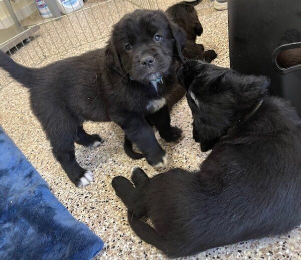 ADOPTED!! St. Golden Puppies (Golden Retriever/St. Bernard mixes) - Image 3