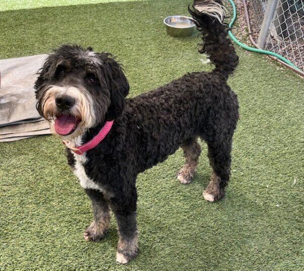 ADOPTED 9/30/24!! BONDED PAIR! Clyde (Bernese Mtn Dog-4 years old) Bonnie (Bernadoodle-3 years old) - Image 5