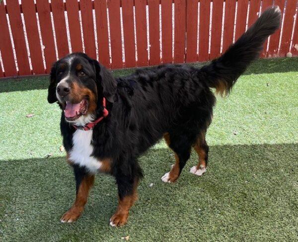 ADOPTED 9/30/24!! BONDED PAIR! Clyde (Bernese Mtn Dog-4 years old) Bonnie (Bernadoodle-3 years old) - Image 10