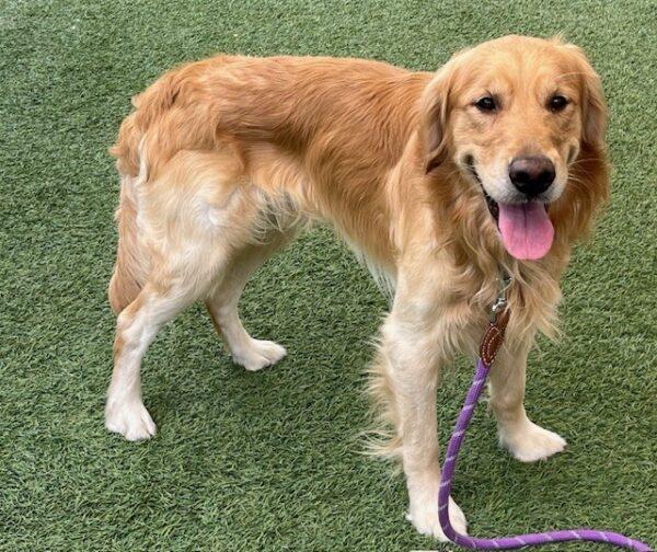 ADOPTED 9/14/24!! Maximus-3 years old (Male) - Image 3