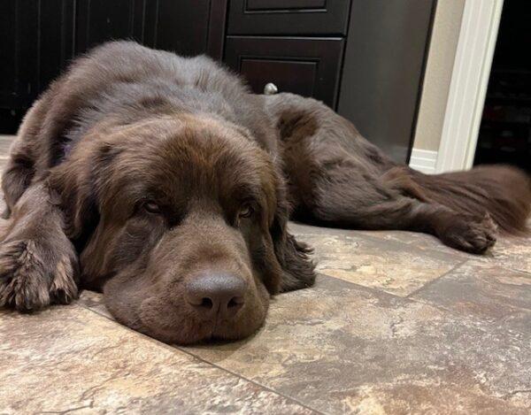 ADOPTED 11/11/24!!! Lilly-3 years old (Female-Newfoundland) - Image 5