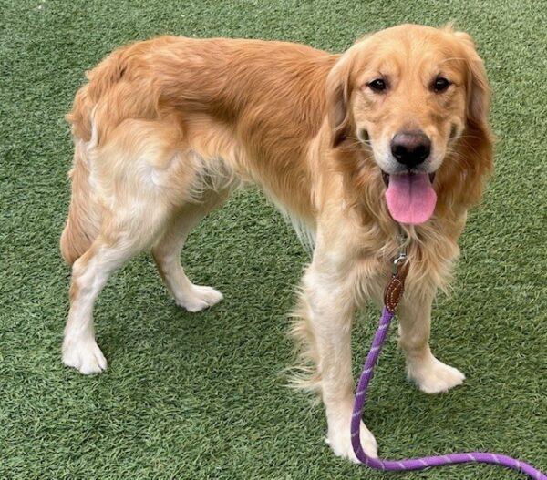 ADOPTED 9/14/24!! Maximus-3 years old (Male) - Image 4