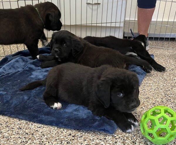 ADOPTED!! St. Golden Puppies (Golden Retriever/St. Bernard mixes) - Image 5
