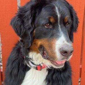 ADOPTED 9/30/24!! BONDED PAIR! Clyde (Bernese Mtn Dog-4 years old) Bonnie (Bernadoodle-3 years old)