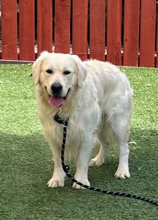 ADOPTED 9/25/24!!! Tag-2 years old (Male) - Image 9