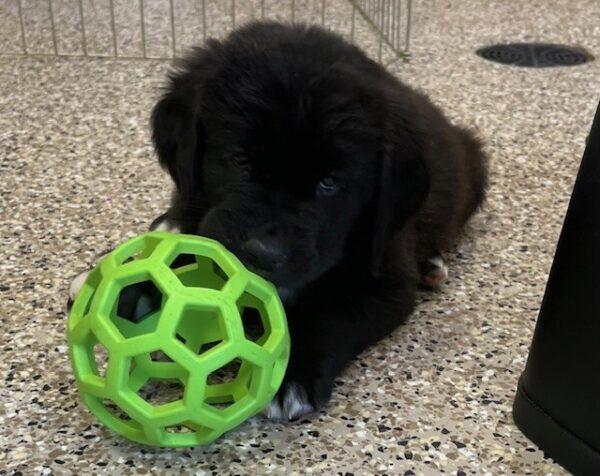 ADOPTED!! St. Golden Puppies (Golden Retriever/St. Bernard mixes) - Image 7