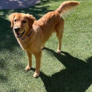 ADOPTED 10/22/24!! Bella Donna-4 years old (Female)