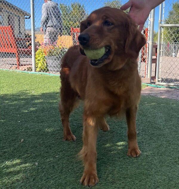 ADOPTED 10/27/24!!! Cayman-7 years old (Female) - Image 2