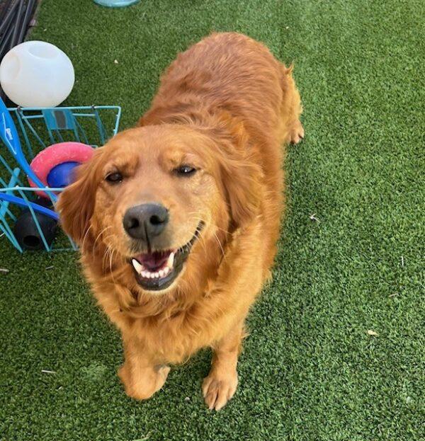 ADOPTED 10/25/24!! Maui-7 years old (Female)