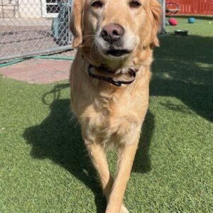 ADOPTED 10/26/24!! Rogue-7 years old (Female)
