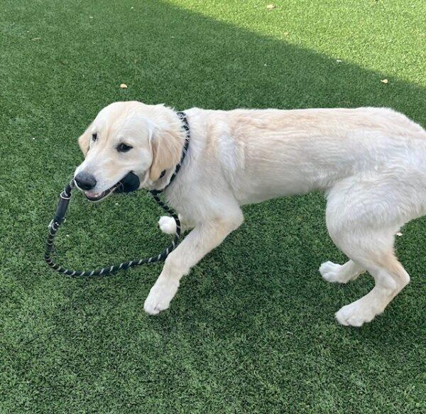 ADOPTED 11/2/24!! Yeti-7 months old (Male) - Image 2