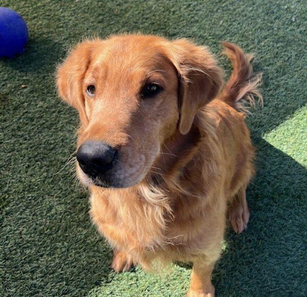 ADOPTED 11/6/24! Enzo-4 years old (Male) - Image 7