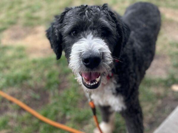 ADOPTED 11/16/24!! Cowboy-2 years old (Doodle-Male) - Image 2