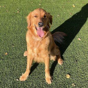 ADOPTED 11/17/24!! Mallie-1.5 years old