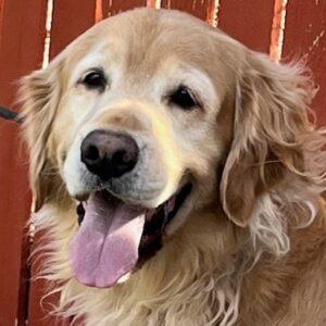 ADOPTED 11/18/24!! Charlie-5 years old (Male)