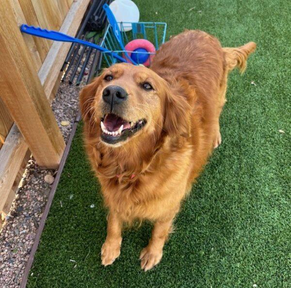 ADOPTED 10/25/24!! Maui-7 years old (Female) - Image 3