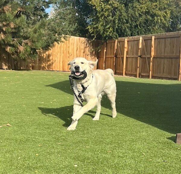 ADOPTED 11/2/24!! Yeti-7 months old (Male) - Image 3