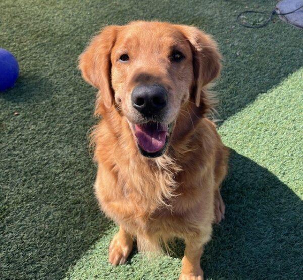 ADOPTED 11/6/24! Enzo-4 years old (Male) - Image 8