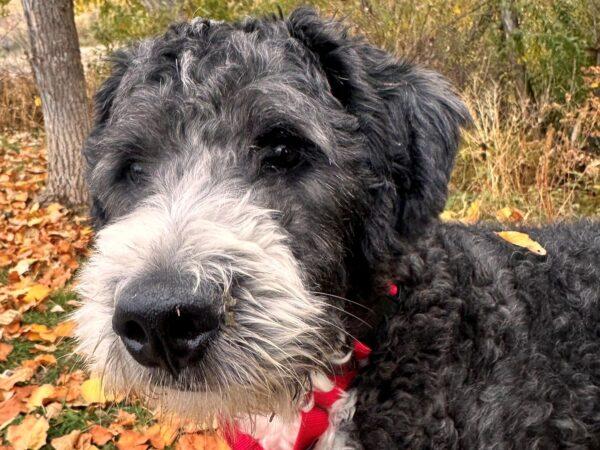 ADOPTED 11/16/24!! Cowboy-2 years old (Doodle-Male)