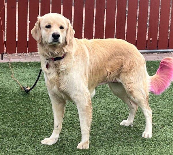 ADOPTED 11/15/24!!! Dixie-5 years old (Female) - Image 6