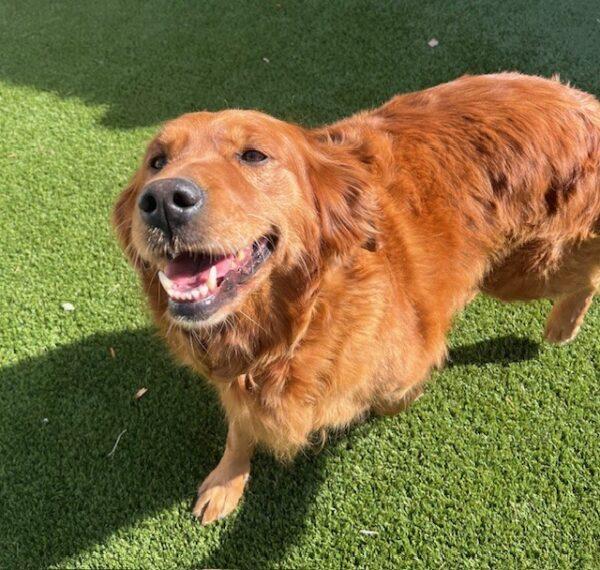ADOPTED 10/25/24!! Maui-7 years old (Female) - Image 4
