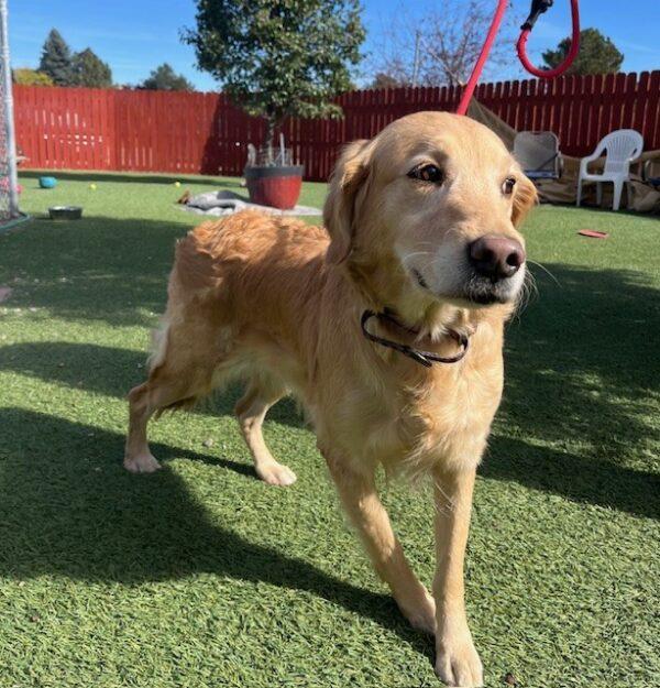 ADOPTED 10/26/24!! Rogue-7 years old (Female) - Image 4
