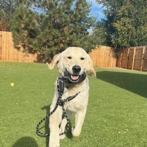 ADOPTED 11/2/24!! Yeti-7 months old (Male)