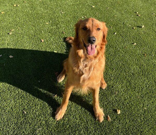 ADOPTED 11/17/24!! Mallie-1.5 years old - Image 4