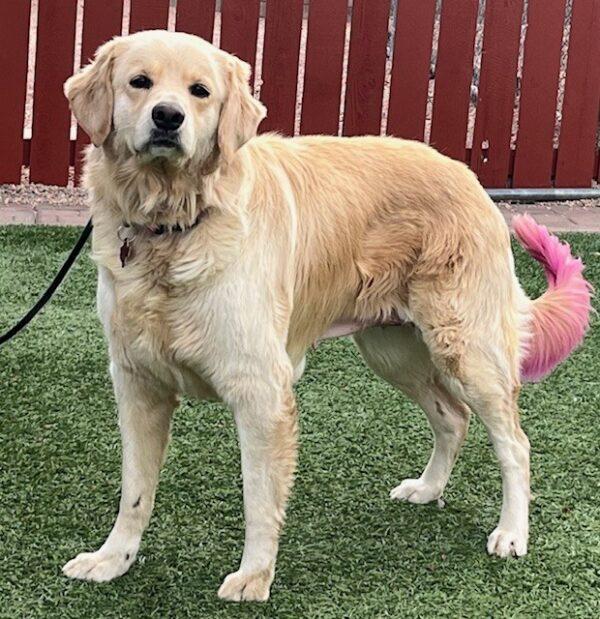 ADOPTED 11/15/24!!! Dixie-5 years old (Female) - Image 7