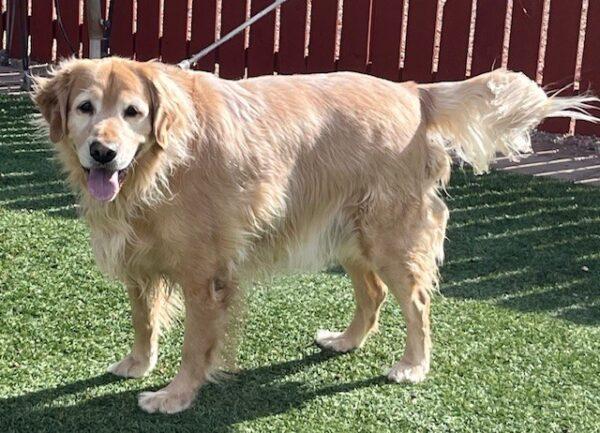 ADOPTED 11/18/24!! Charlie-5 years old (Male) - Image 4