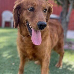 ADOPTED 10/27/24!!! Cayman-7 years old (Female)