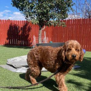 ADOPTED 11/7/24!! Lindy-8 years old (Goldendoodle)