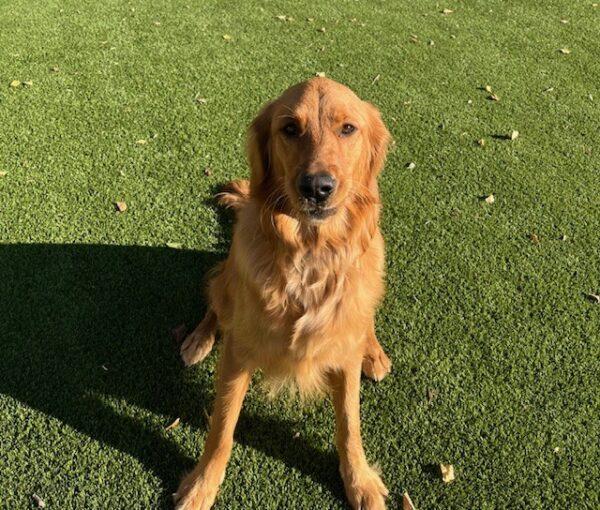 ADOPTED 11/17/24!! Mallie-1.5 years old - Image 5
