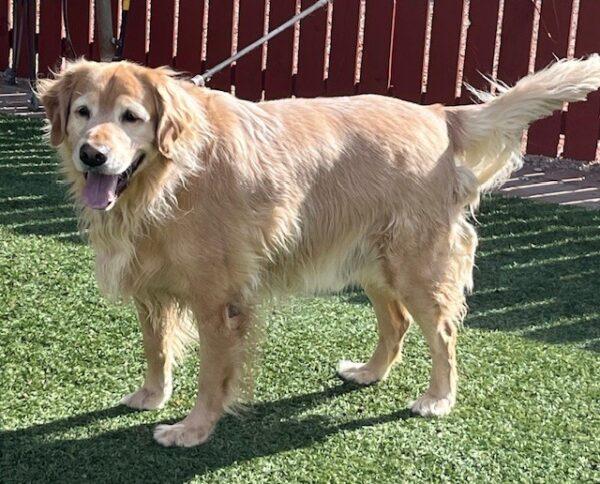 ADOPTED 11/18/24!! Charlie-5 years old (Male) - Image 5