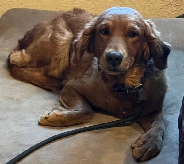 ADOPTED 11/10/24!!! Ellie-8 years old (Female) - Image 6