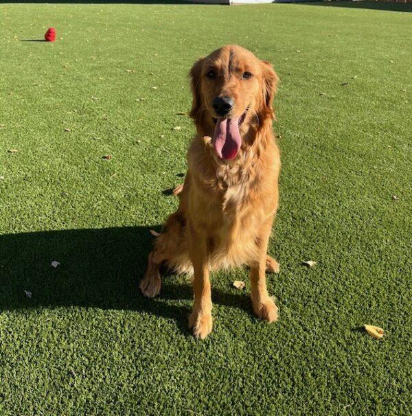 ADOPTED 11/17/24!! Mallie-1.5 years old - Image 7