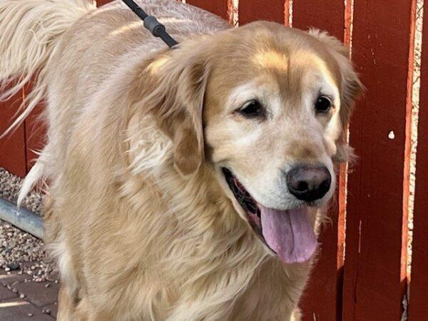 ADOPTED 11/18/24!! Charlie-5 years old (Male) - Image 7