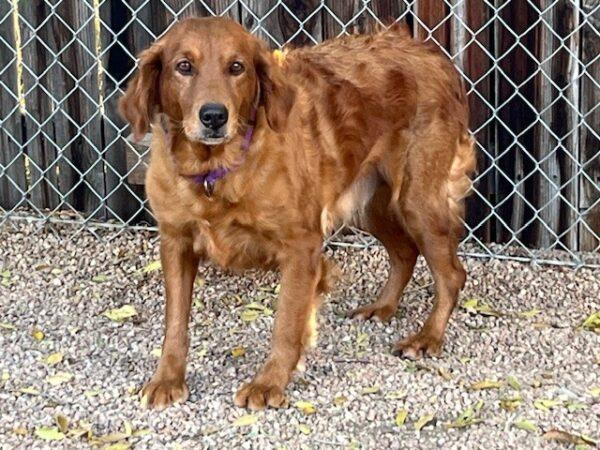 ADOPTED 11/10/24!!! Ellie-8 years old (Female) - Image 7
