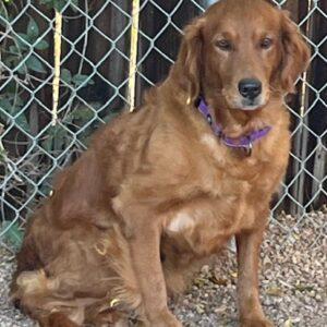 ADOPTED 11/10/24!!! Ellie-8 years old (Female)