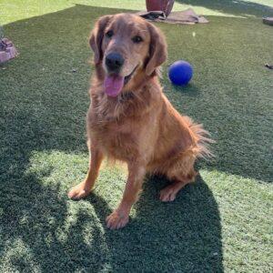 ADOPTED 11/6/24! Enzo-4 years old (Male)